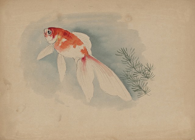 藏品:金魚的(1)張圖片