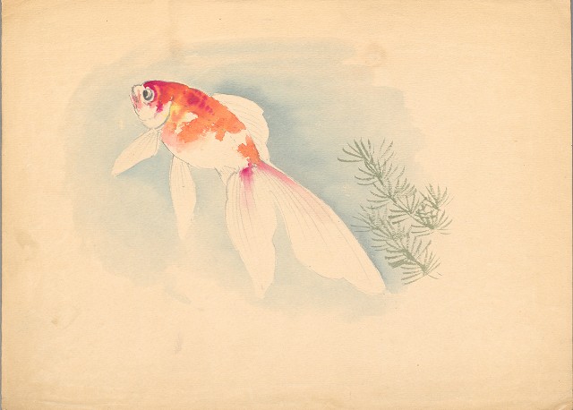 藏品:金魚的(1)張圖片