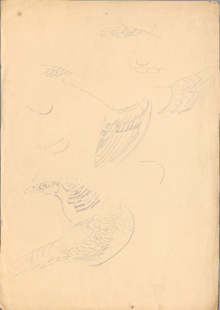 藏品:金雞的(1)張圖片