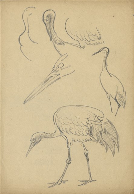 藏品:(1)鶴；(2)白鶴的(1)張圖片