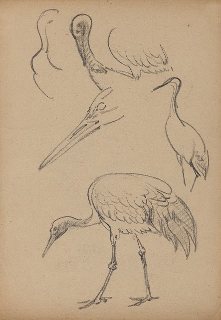 藏品:(1)鶴；(2)白鶴的(1)張圖片