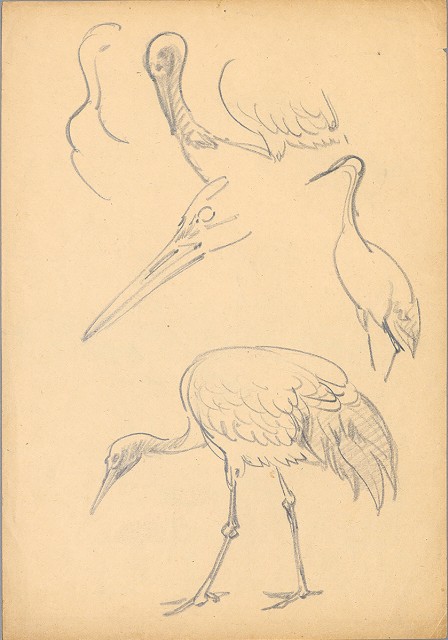 藏品:(1)鶴；(2)白鶴的(2)張圖片