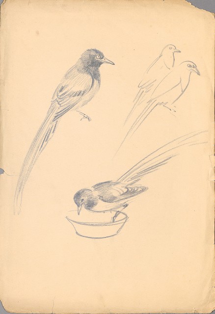 藏品:長尾鳥(台灣藍鵲)的(1)張圖片