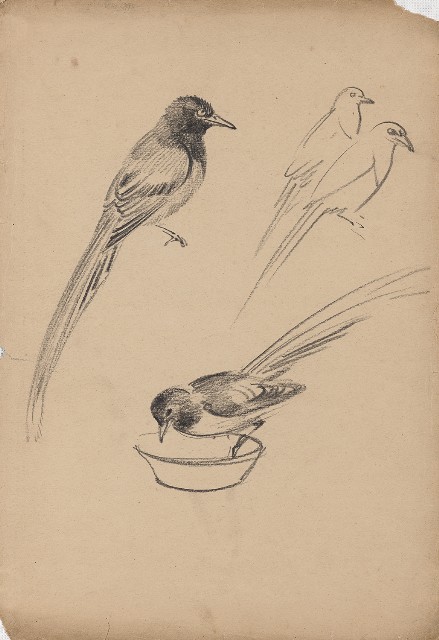 藏品:長尾鳥(台灣藍鵲)的(1)張圖片