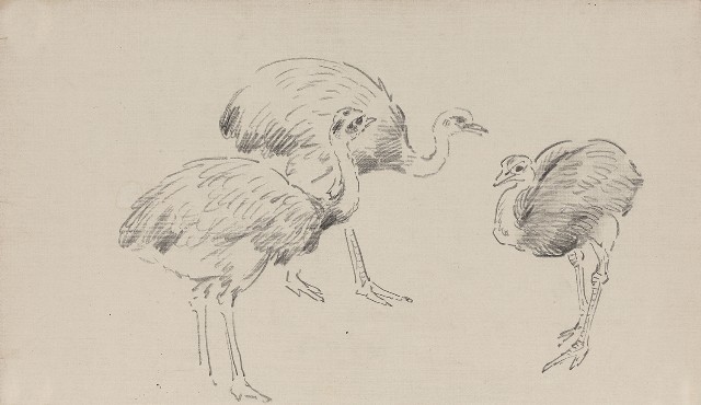 藏品:鴕鳥的(1)張圖片