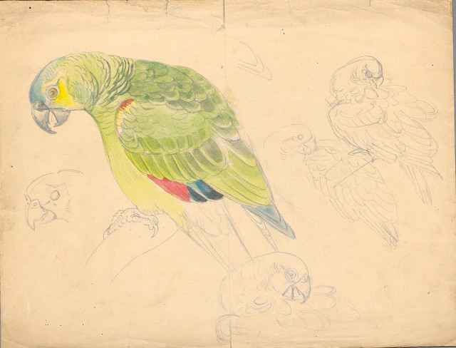 藏品:鸚鵡的(1)張圖片