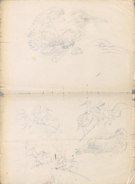 藏品:鷺鷥、 夜鷺雛鳥的(1)張圖片