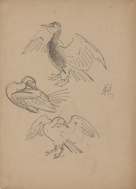 藏品:鵜的(1)張圖片