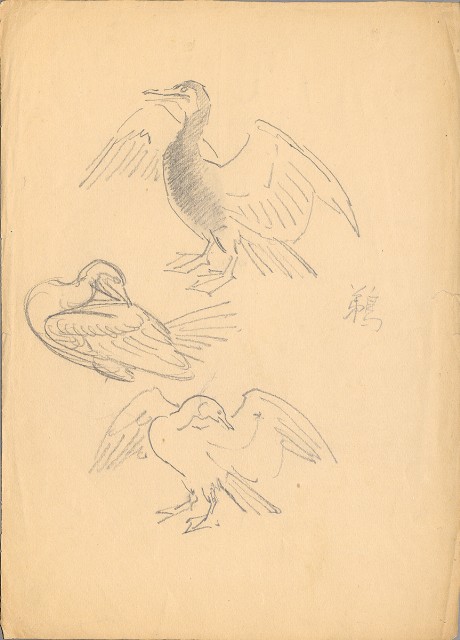 藏品:鵜的(1)張圖片