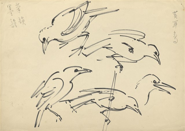 藏品:(1)黃耳鳥；(2)猴子的(1)張圖片