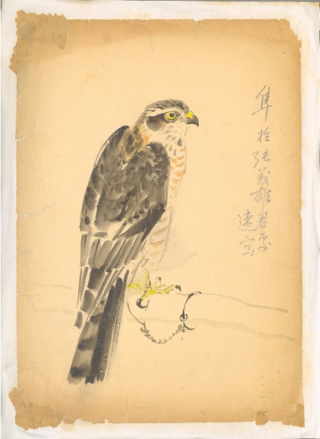 藏品:隼的(1)張圖片