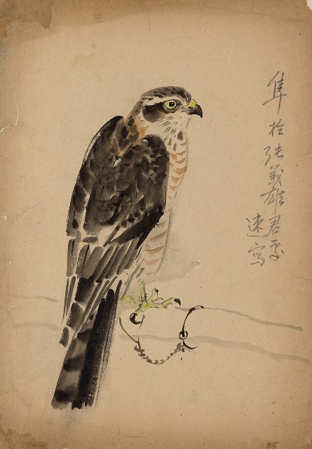 藏品:隼的(1)張圖片
