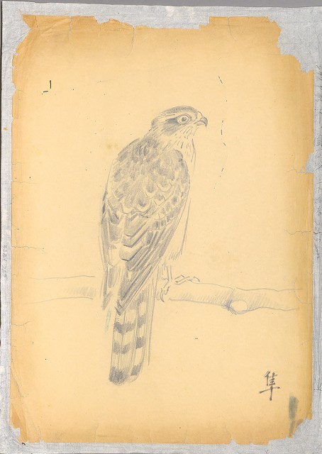 藏品:隼的(1)張圖片