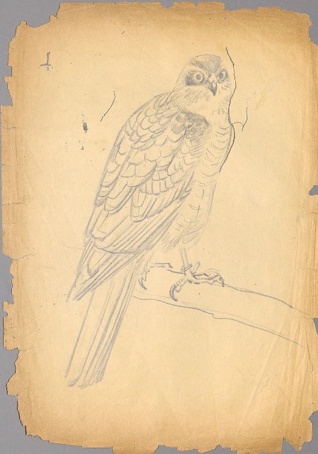 藏品:隼的(1)張圖片