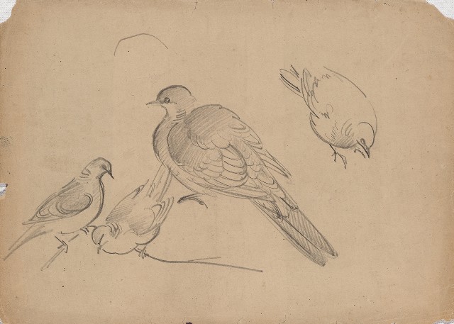 藏品:斑鳩的(1)張圖片