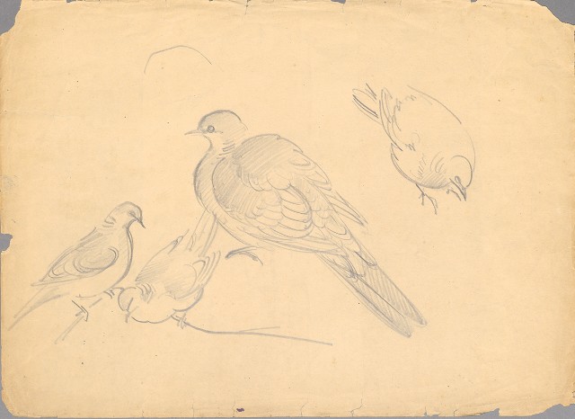 藏品:斑鳩的(1)張圖片