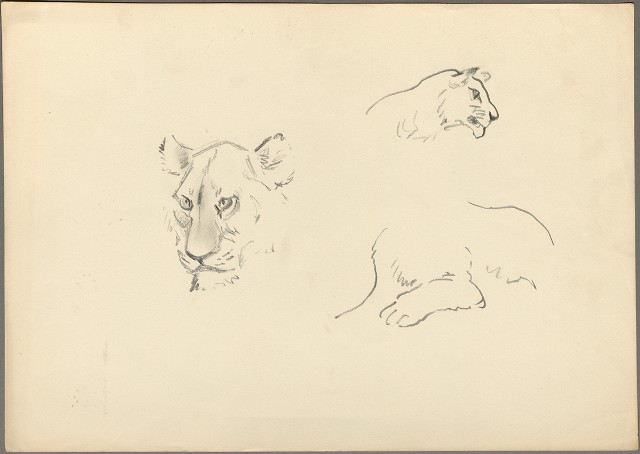 藏品:獅的(1)張圖片