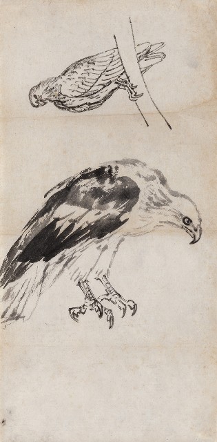 藏品:鷲鷹的(1)張圖片