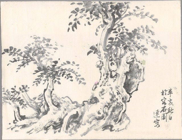 藏品:老樹的(1)張圖片