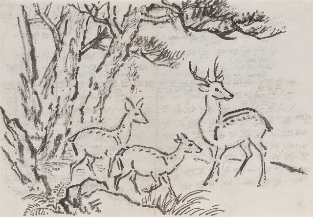 藏品:松鹿的(1)張圖片