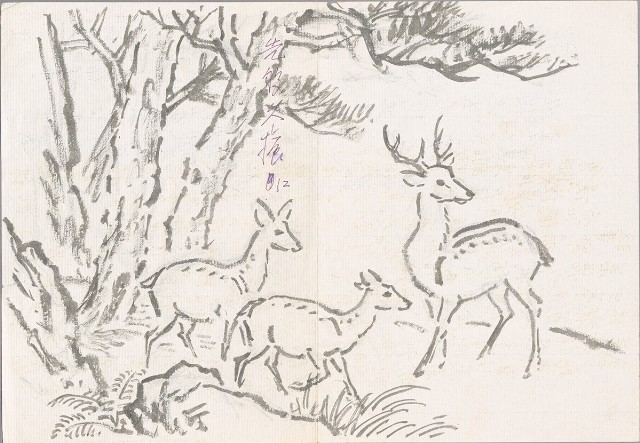 藏品:松鹿的(1)張圖片