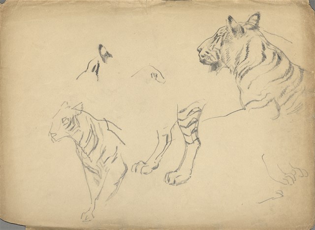 藏品:(1)老虎局部 （頭腳）；(2)老虎局部 （身部分腳）的(1)張圖片