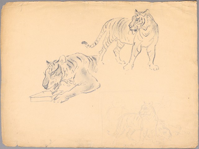 藏品:(1)虎一隻站立 一隻蹲喝水；(2)老虎局部（頭、雄、雌腳部分）的(1)張圖片