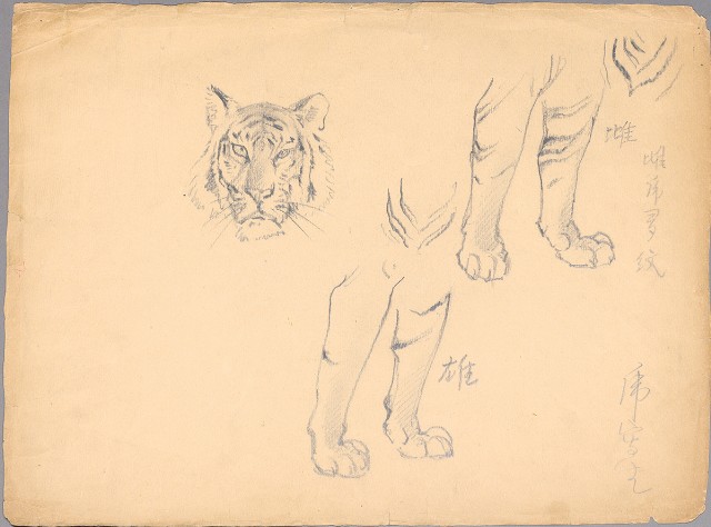 藏品:(1)虎一隻站立 一隻蹲喝水；(2)老虎局部（頭、雄、雌腳部分）的(2)張圖片