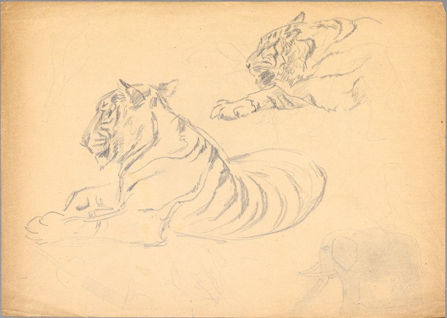 藏品:(1)虎─蹲坐 （彩色）；(2)虎一蹲坐一休睡的(3)張圖片