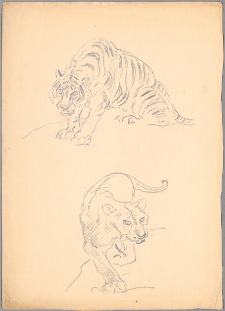 藏品:(1)虎一坐一獅；(2)老虎坐姿的(2)張圖片