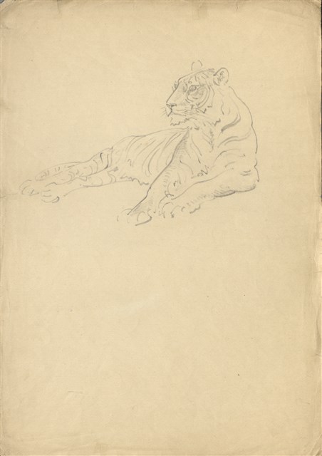 藏品:(1)休閑老虎；(2)臥虎的(1)張圖片