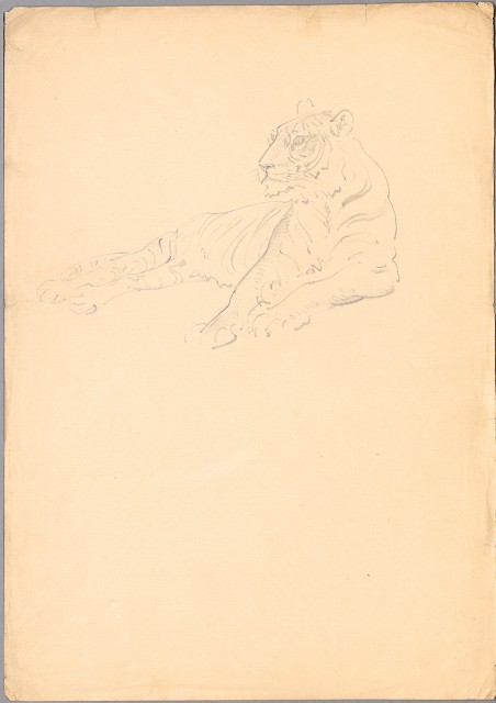 藏品:(1)休閑老虎；(2)臥虎的(2)張圖片