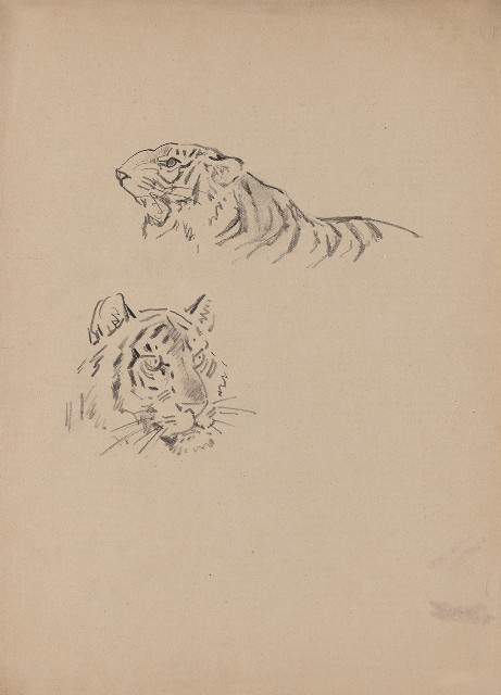 藏品:兩頭虎的(1)張圖片