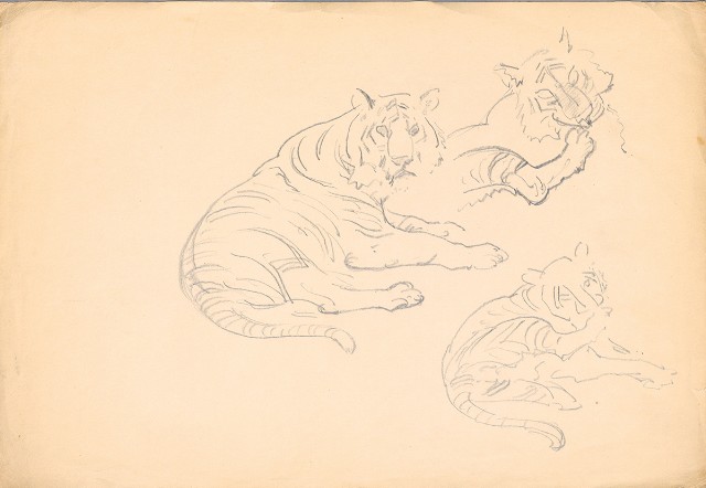 藏品:(1)老虎局部；(2)老虎動作的(3)張圖片