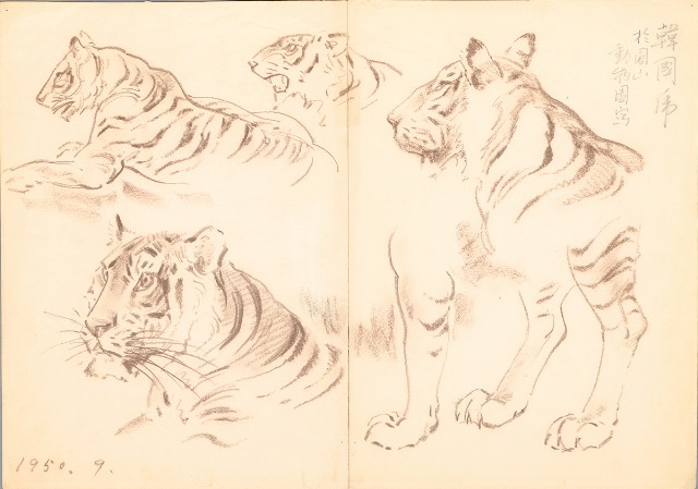 藏品:韓國老虎（局部）的(1)張圖片