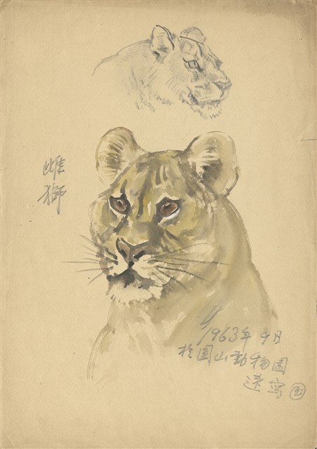 藏品:(1)雌獅（彩色）；(2)虎樹草稿的(1)張圖片