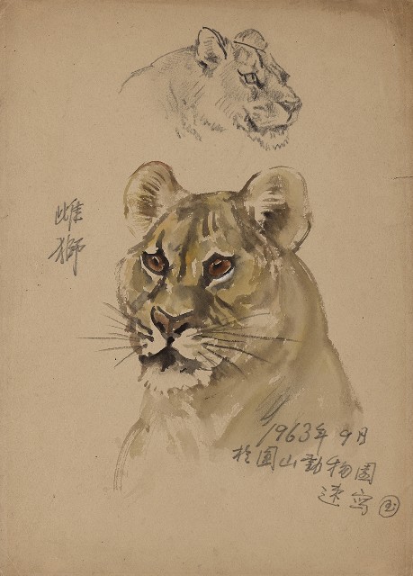 藏品:(1)雌獅（彩色）；(2)虎樹草稿的(1)張圖片