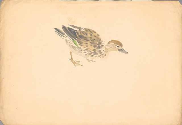 藏品:(1)雄獅；(2)小水鴨 （彩色)的(3)張圖片