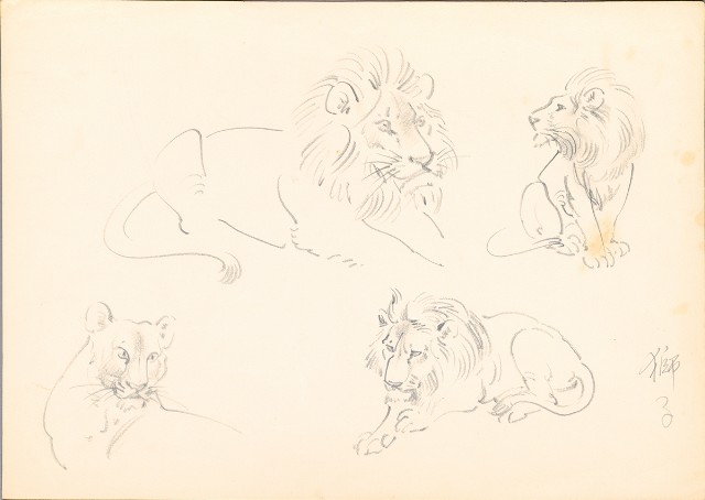 藏品:獅子各姿態的(1)張圖片