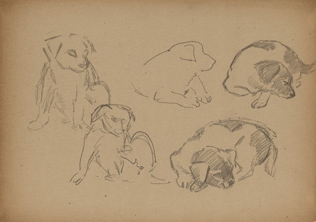 藏品:小狗的(1)張圖片