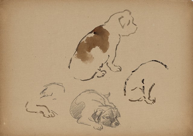 藏品:小狗的(1)張圖片