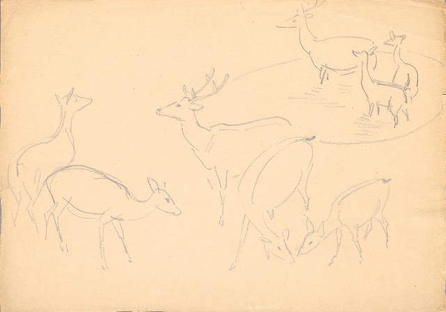 藏品:(1)鹿各種姿態；(2)真鶴的(2)張圖片