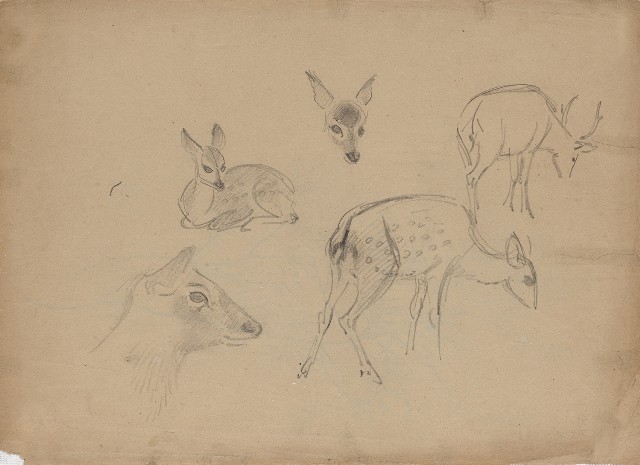 藏品:(1)小鹿；(2)小樹的(1)張圖片