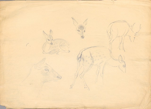 藏品:(1)小鹿；(2)小樹的(2)張圖片