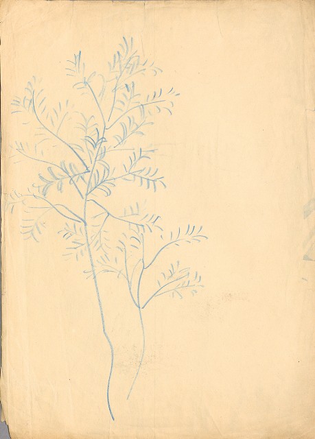 藏品:(1)小鹿；(2)小樹的(3)張圖片