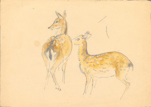 藏品:(1)母鹿（彩）；(2)公鹿的(2)張圖片