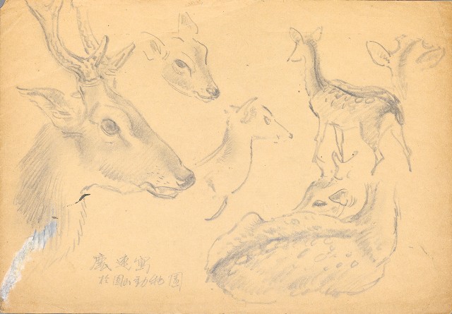 藏品:(1)鹿各種姿態；(2)鹿草稿的(1)張圖片