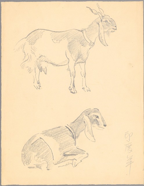 藏品:印度羊的(1)張圖片