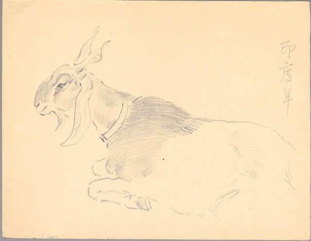 藏品:印度羊的(1)張圖片