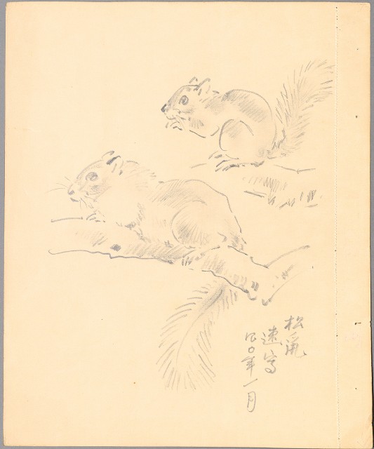 藏品:松鼠的(1)張圖片